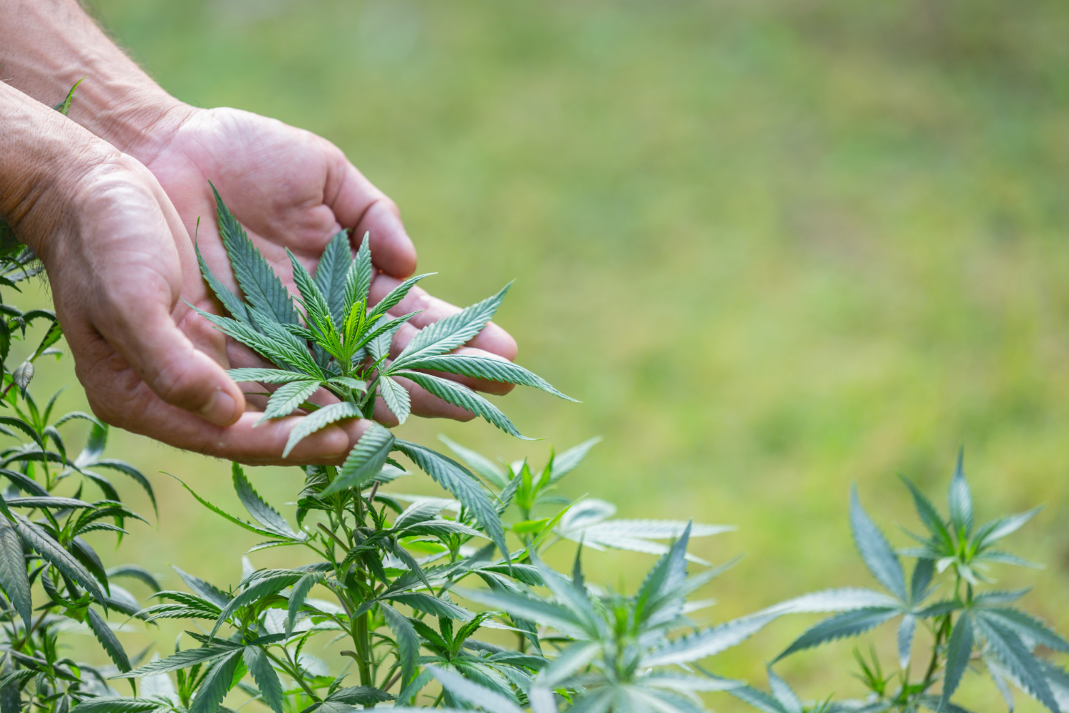 Jak wyglądają plantacje marihuany medycznej?