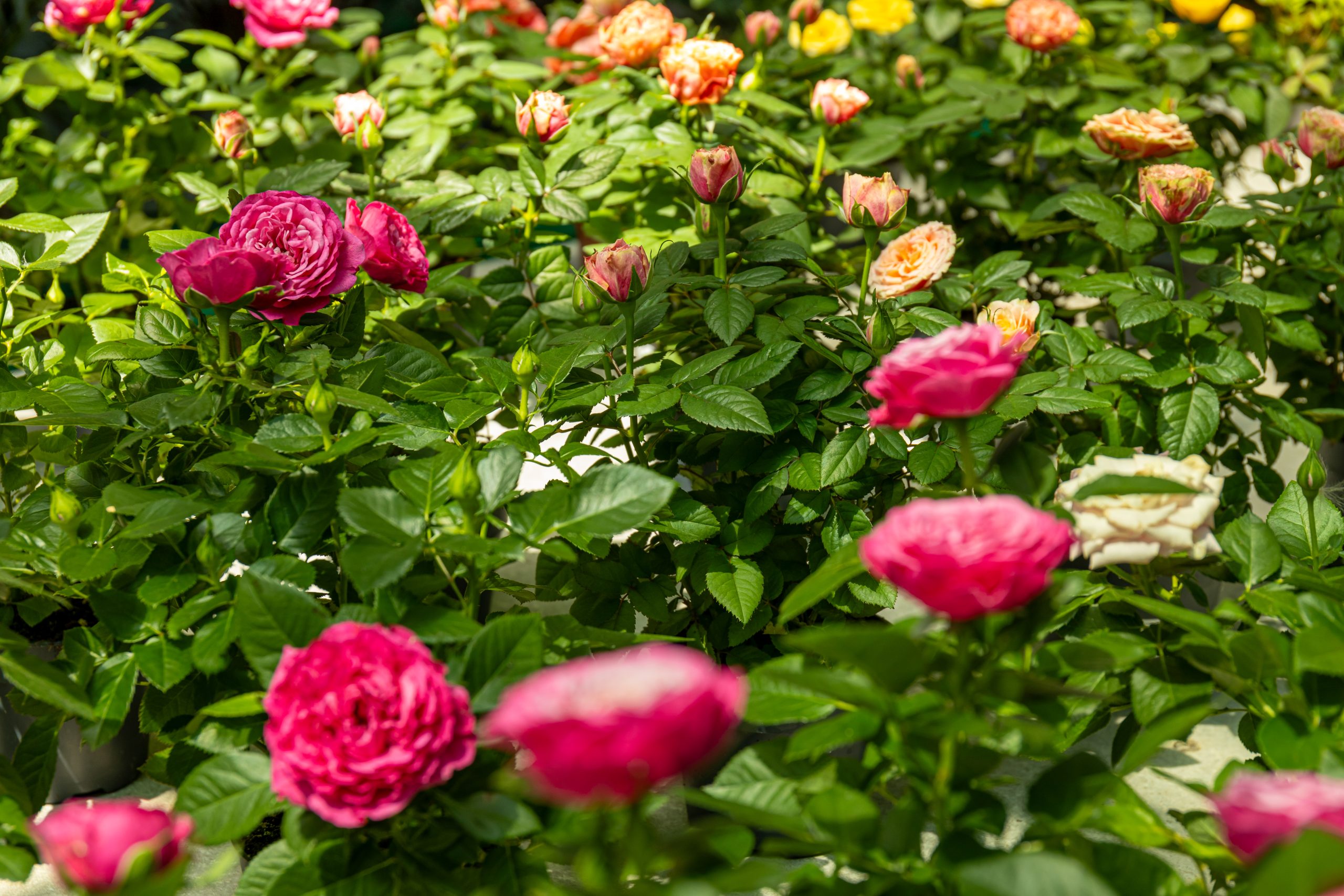 Róże — jakie szkodniki je lubią?